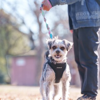 Mix犬(シュナ・シーズー)ハンス君　里親様募集☆