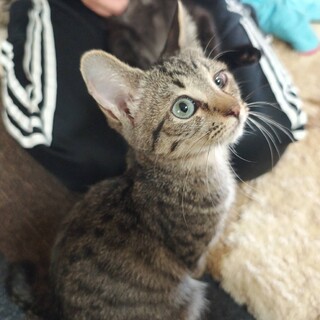 珍しいブルーアイのキジトラちゃん