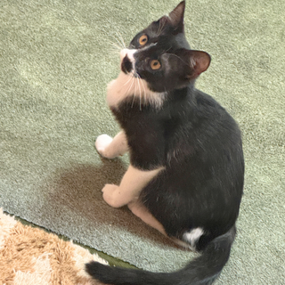 子供大好き！甘えん坊のはちまる君