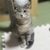 いつもウィンクのお姫さま。めめちゃんです サムネイル2