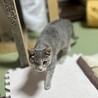 いつもウィンクのお姫さま。めめちゃんです サムネイル3