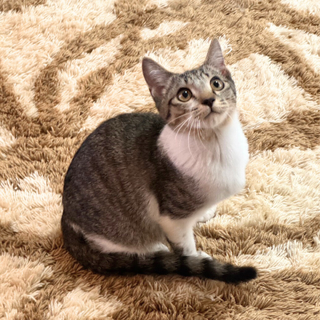 とっても甘えん坊のまるまる君