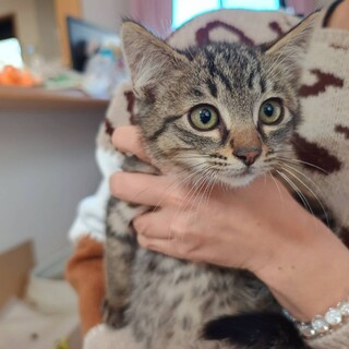 （検討中）まんまるな目がかわいいキジトラ「めい」君