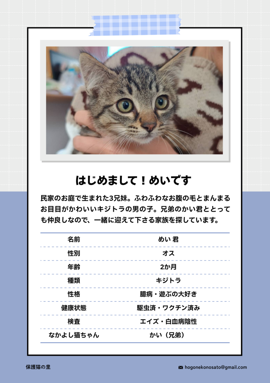 検討中）まんまるな目が」埼玉県 - 猫の里親募集(533343) 2枚目の