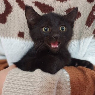 （検討中）子熊のようなかわいい黒猫「かい」君