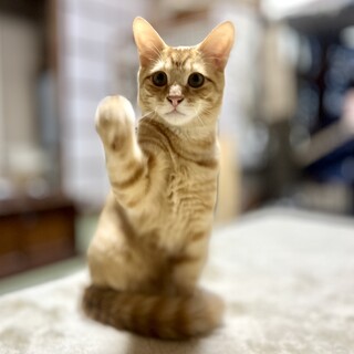 �����ۂ��ӂ���A�D��������̗����Y