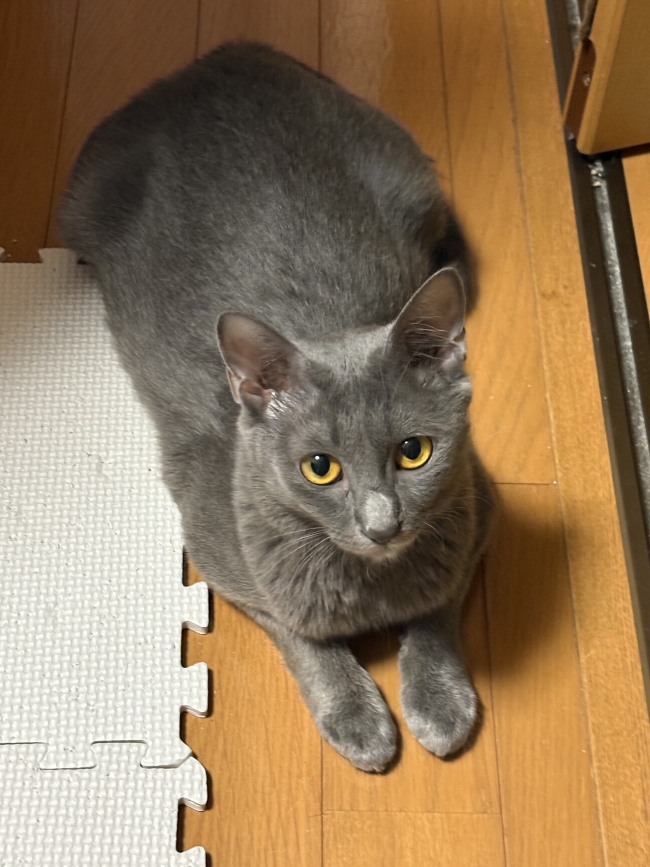 元飼い猫？ロシアンブルーのむぎ サムネイル1