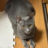 元飼い猫？ロシアンブルーのむぎ サムネイル1