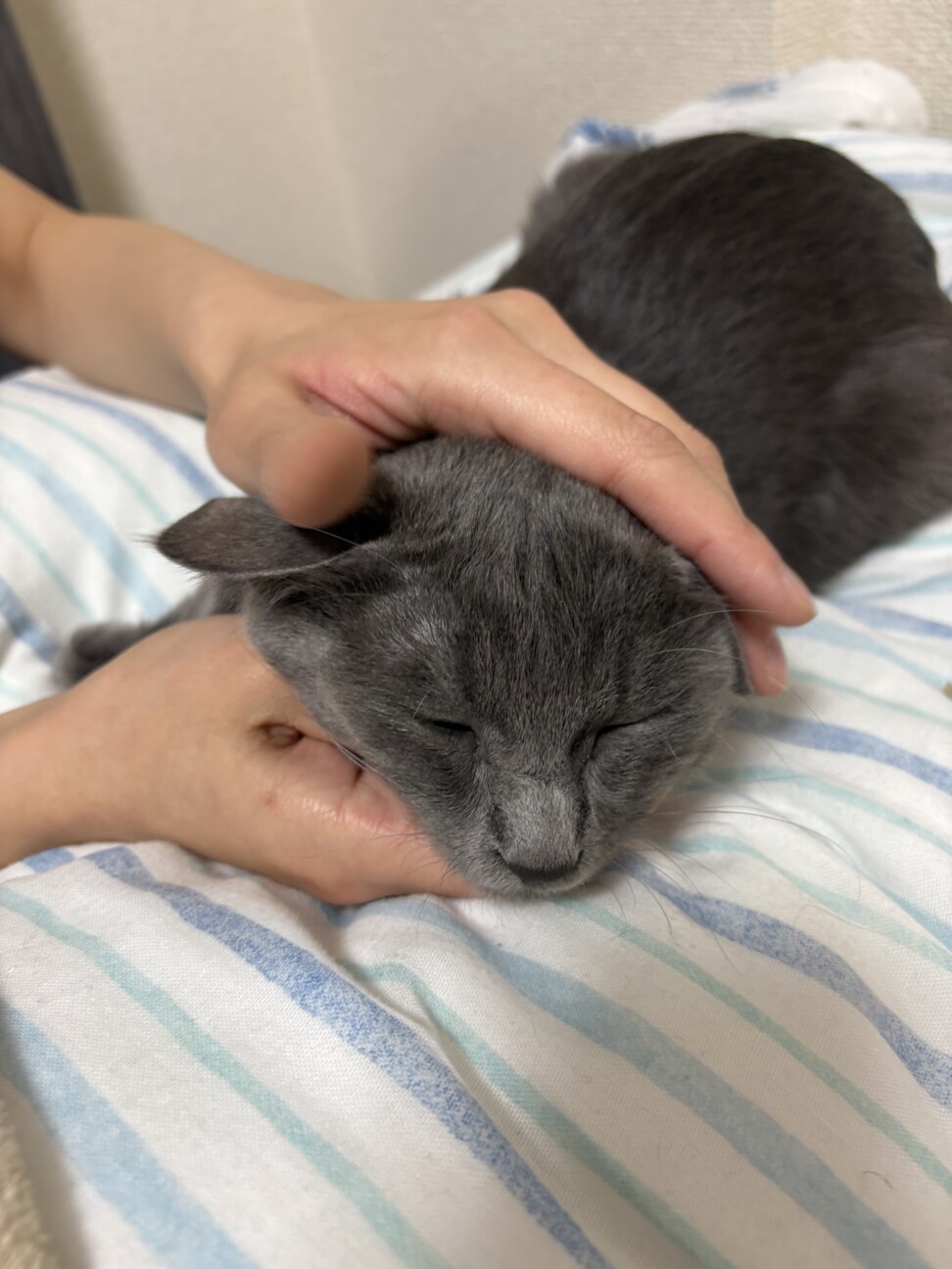 元飼い猫？ロシアンブルーのむぎ サムネイル2