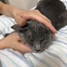 元飼い猫？ロシアンブルーのむぎ サムネイル2