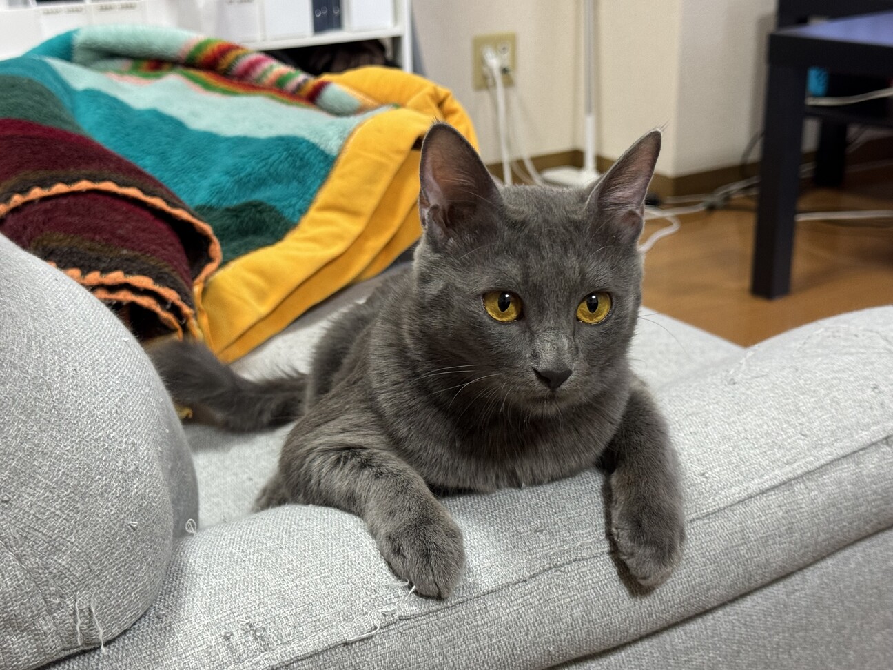 元飼い猫？ロシアンブルーのむぎ サムネイル3