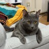 元飼い猫？ロシアンブルーのむぎ サムネイル3