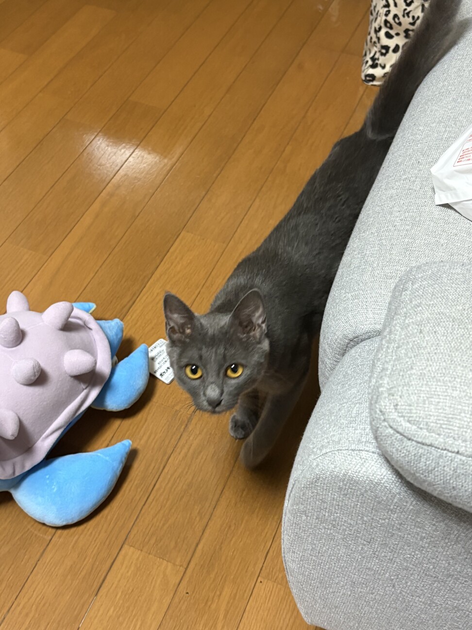 元飼い猫？ロシアンブルーのむぎ サムネイル4