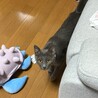 元飼い猫？ロシアンブルーのむぎ サムネイル4