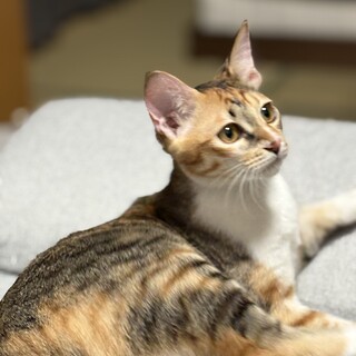 ビジュアル・愛嬌抜群！みんなのプリンセス「ぷりん」