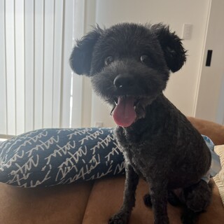 人懐っこいトイプードル(黒)10歳の男の子です！！