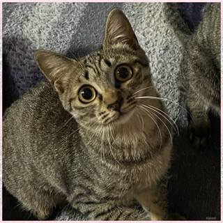 まん丸お目目のグミちゃん避妊済