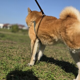 柴犬6歳の男の子 優しくて子供とも遊べます