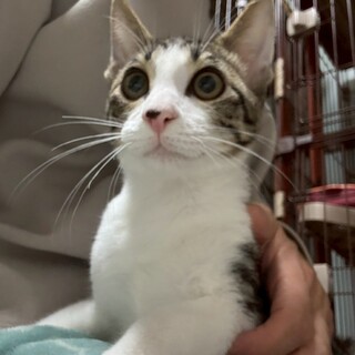 1/18ドン・キホーテ譲渡会参加キジ白子猫♂