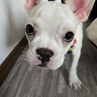 クリーム＆ホワイトの健康な男の子！