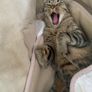 お茶目で鳴き声が赤ちゃん・毎日腕枕♡