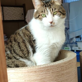 内弁慶なデカ猫　紋次郎くん