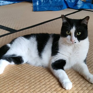 物静かな甘えん坊男子　ムロくん