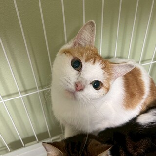 【マンチカンMIX】茶白のロンちゃん