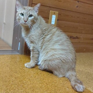 まだまだ触られるのは苦手です★六助くん