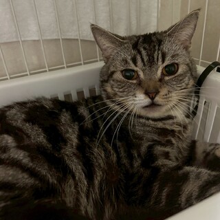 【アメショMIX】けんしろう君　ブラウンタビー