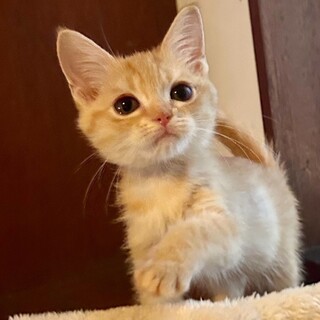 アメリカンショートヘア×マンチカン♡パックちゃん