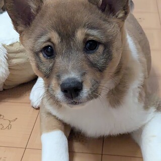 2ヶ月半の女の子【カエデ】