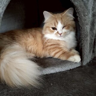 足が太く短めマンチカンMIX♡アトスちゃん