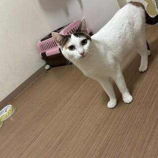 白ミケ　メイちゃん