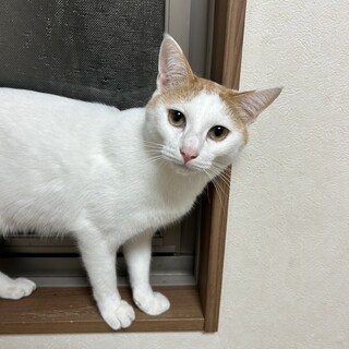 茶白　いなりくん