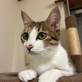 （里親様決定）キジ白　ぽんくん