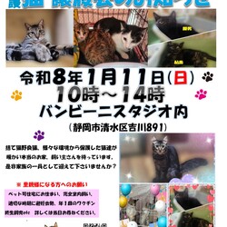 保護ニャンコの譲渡会ｂｙ静岡市清水区