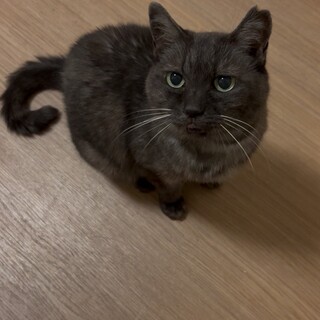 ブラックスモーク　さちこちゃん