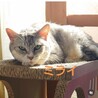 シャムMIX風・おとなしくて甘えん坊ミライちゃん サムネイル7