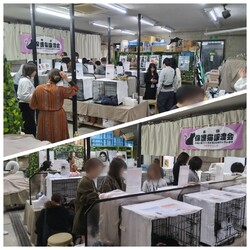 第36回 平野ろまねこ譲渡会 サムネイル2