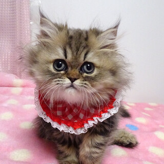 おだやか♪チンチラゴールデン★チイちゃん２カ月半