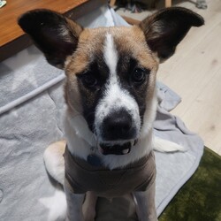 コッテリぼんちゃん