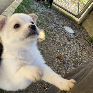 もこもこ推定1.5ヶ月の女の子