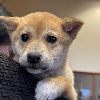 推定2ヶ月の女の子