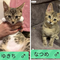 保護猫譲渡会@高浜市