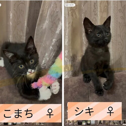 保護猫譲渡会@碧南市