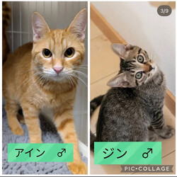 保護猫譲渡会@高浜市