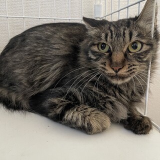 キジトラの女の子⟡.·