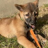 お問い合わせを頂きましたオス子犬 サムネイル2