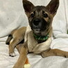 お問い合わせを頂きましたオス子犬 サムネイル3